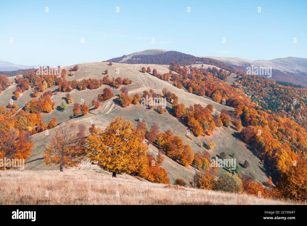 Pittoresche montagne di autunno con il rosso del bosco di faggio nelle montagne dei Carpazi, Ucraina. Fotografia di paesaggi Foto Stock