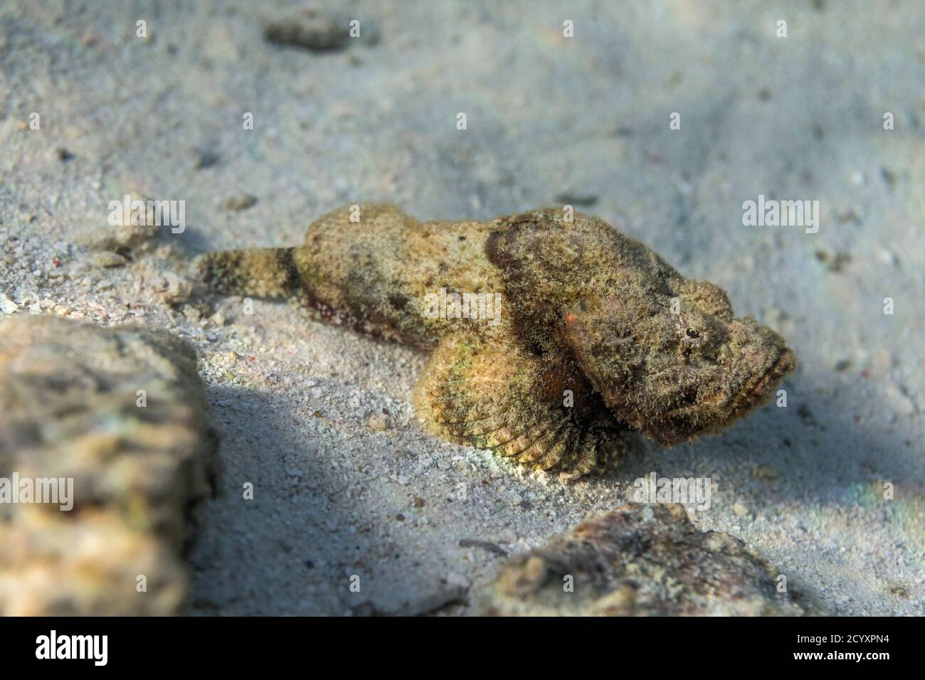 Falso stonefish; Scorpaenopsis diabolus; Maldive Foto Stock
