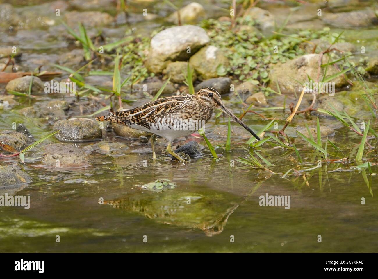 Snipe comune (Gallinago gallinago) che si alimenta lungo un fiume, Andalusia, Spagna. Foto Stock