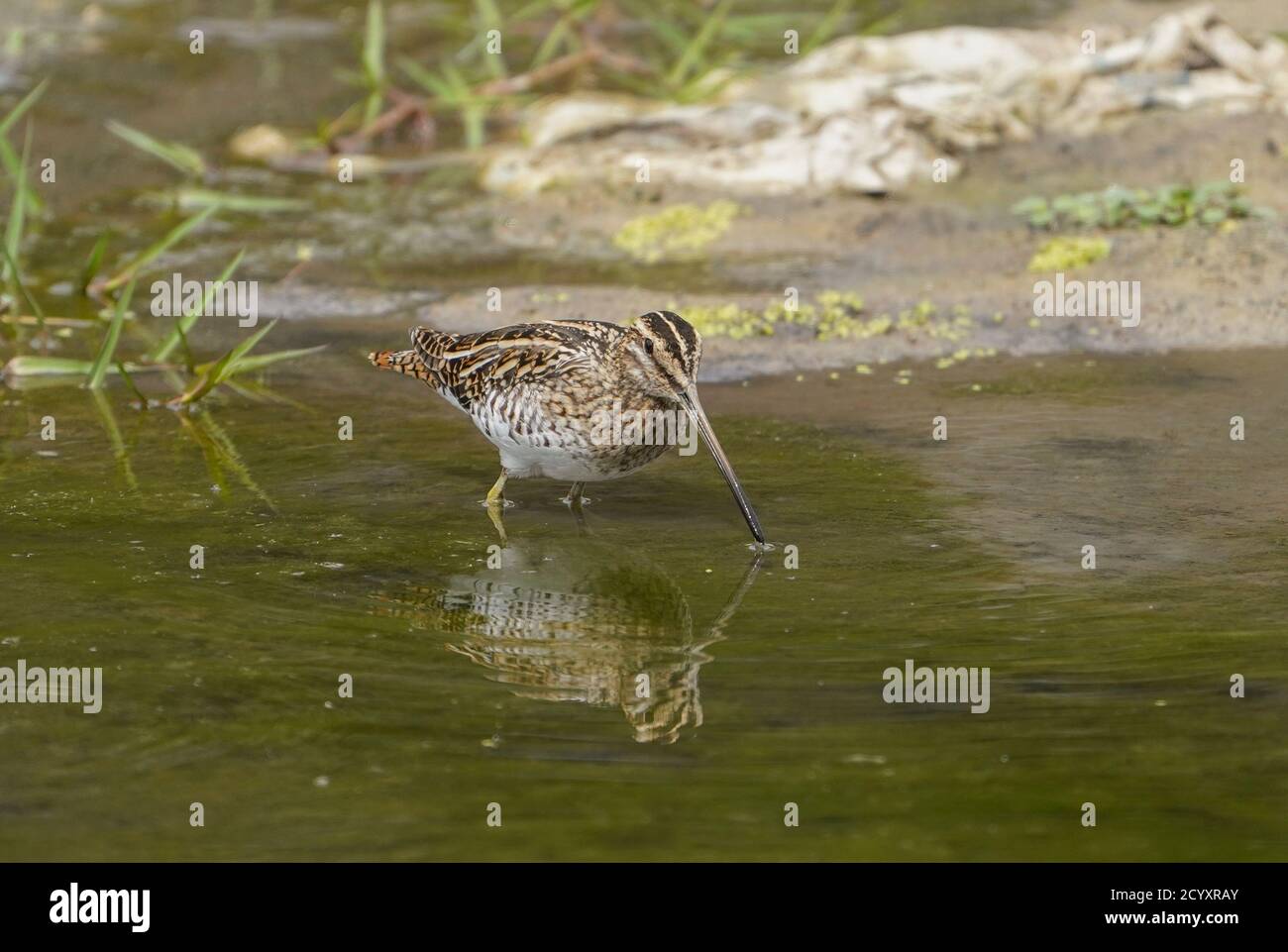 Snipe comune (Gallinago gallinago) che si alimenta lungo un fiume, Andalusia, Spagna. Foto Stock
