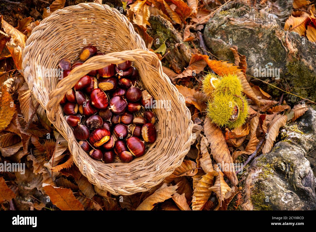 castagne sfondo vista dall'alto - raccolta castagne in bosco con cestino in autunno fogliame terra Foto Stock