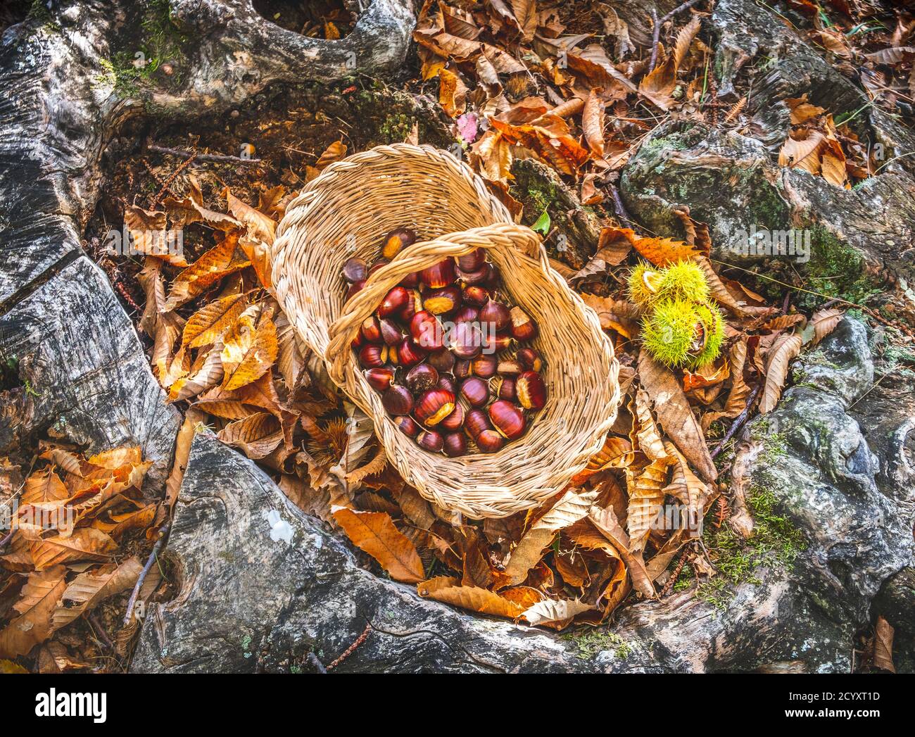 castagne sfondo vista dall'alto - raccolta castagne in bosco con cestino in autunno fogliame terra Foto Stock