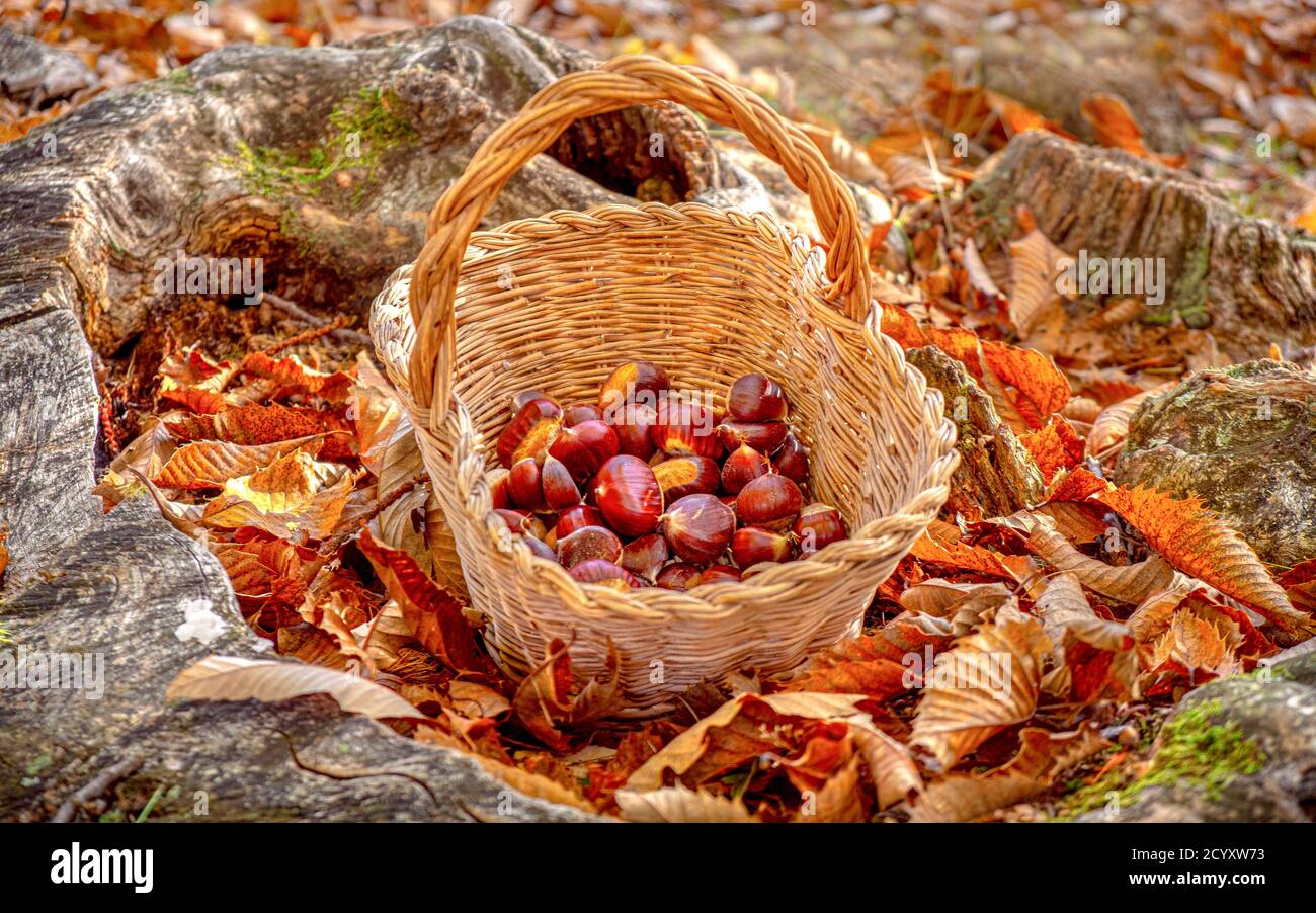castagne sfondo - raccolta castagne nel bosco con cesto in terra di fogliame di autunno Foto Stock