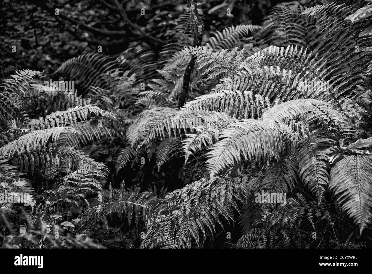 Scenario boschivo bianco e nero con bracken e felci dentro Il Lake District UK Foto Stock