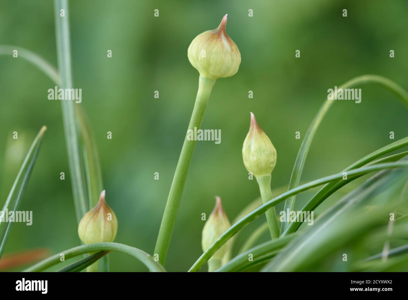 Germogli dell'allium Foto Stock