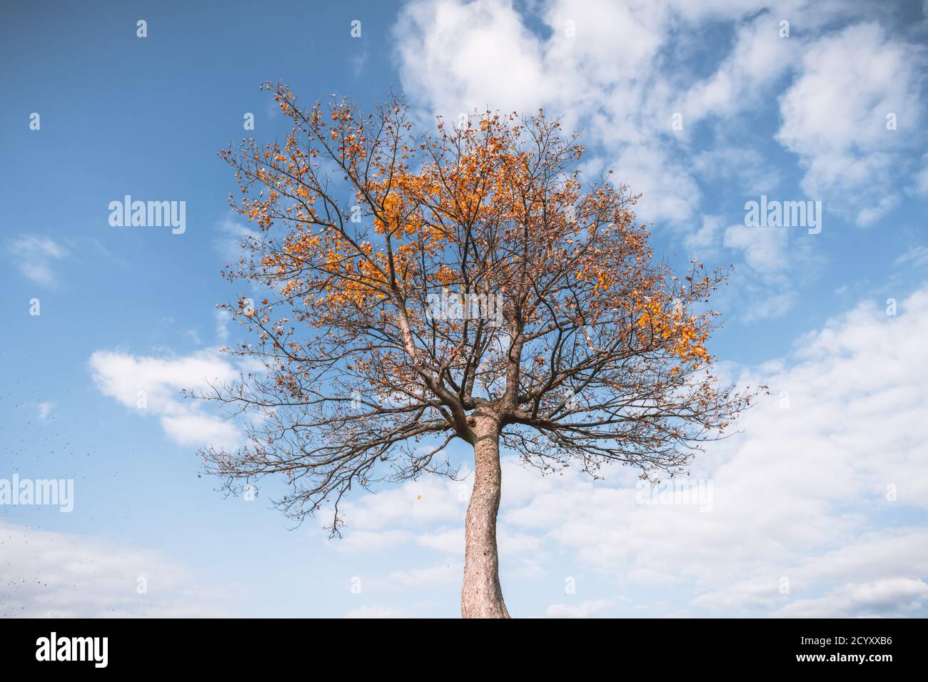 Albero maestoso con orange raggi di sole in autunno mountain valley. Drammatica serata colorata scena. Carpazi, Ucraina. Fotografia di paesaggi Foto Stock