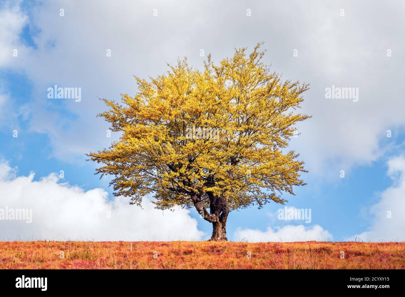 Maestoso albero con foglie gialle nella valle di montagna d'autunno. Scenografia colorata e suggestiva. Carpazi, Ucraina. Fotografia di paesaggio Foto Stock