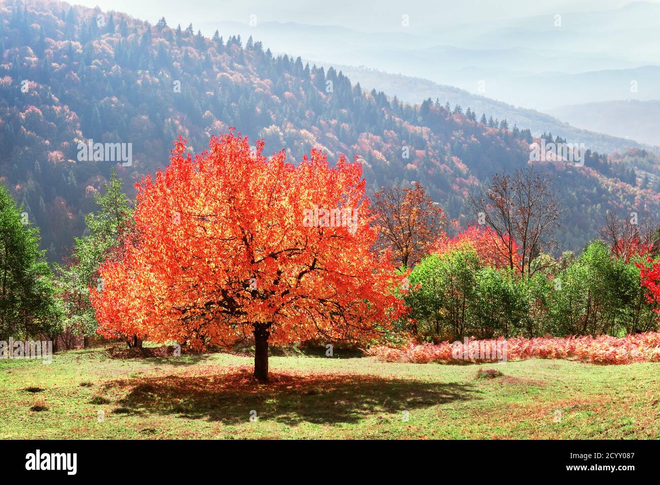 Maestoso albero con foglie d'arancio nella valle di montagna d'autunno. Scenografia colorata e suggestiva. Carpazi, Ucraina. Fotografia di paesaggio Foto Stock