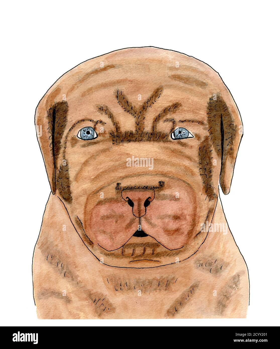 Cane francese Mastiff cucciolo illustrazione acquerello. Il cucciolo ha gli occhi blu luminosi e un sacco di rughe in questo ritratto di animali domestici. Foto Stock