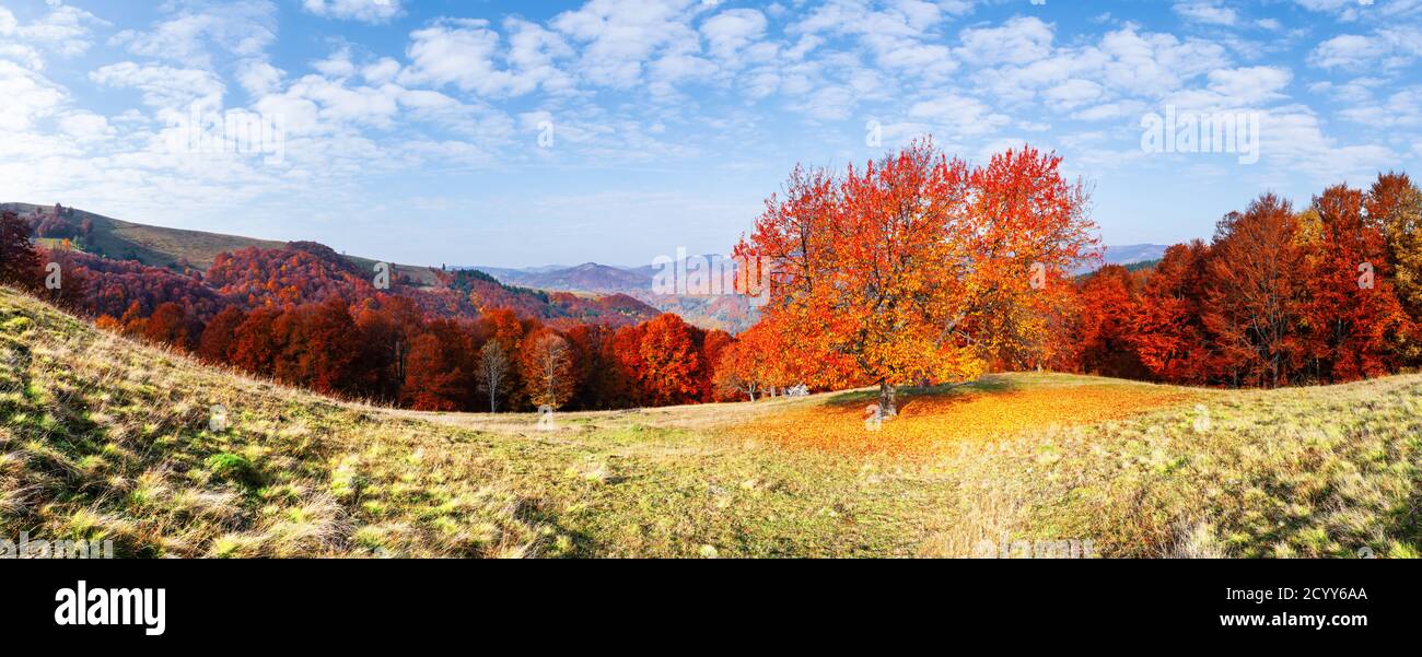 Panorama delle pittoresche montagne autunnali con alberi di ciliegio rosso e faggeta arancione in primo piano. Fotografia di paesaggio Foto Stock