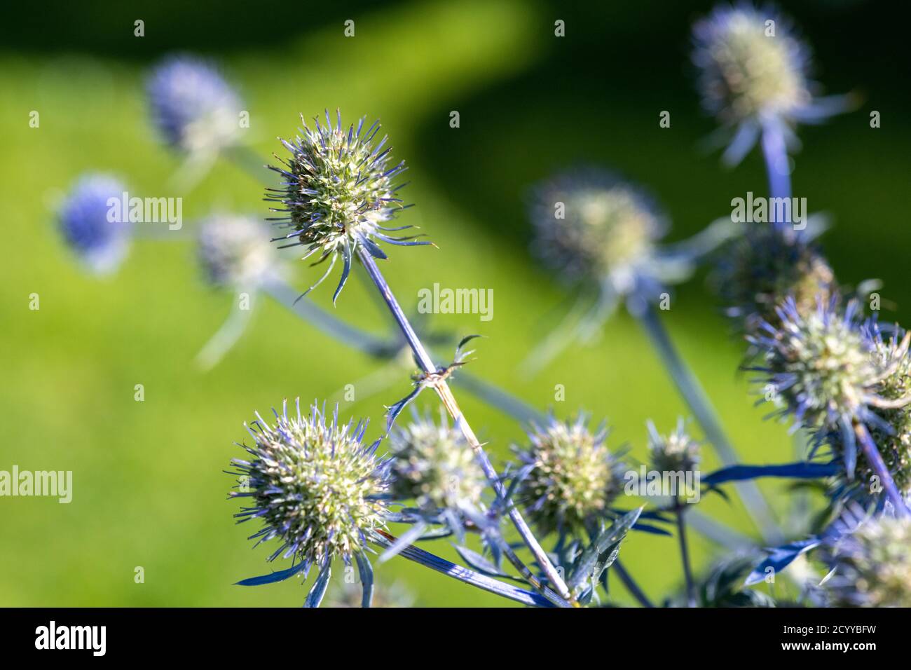 Fiori di estate Foto Stock