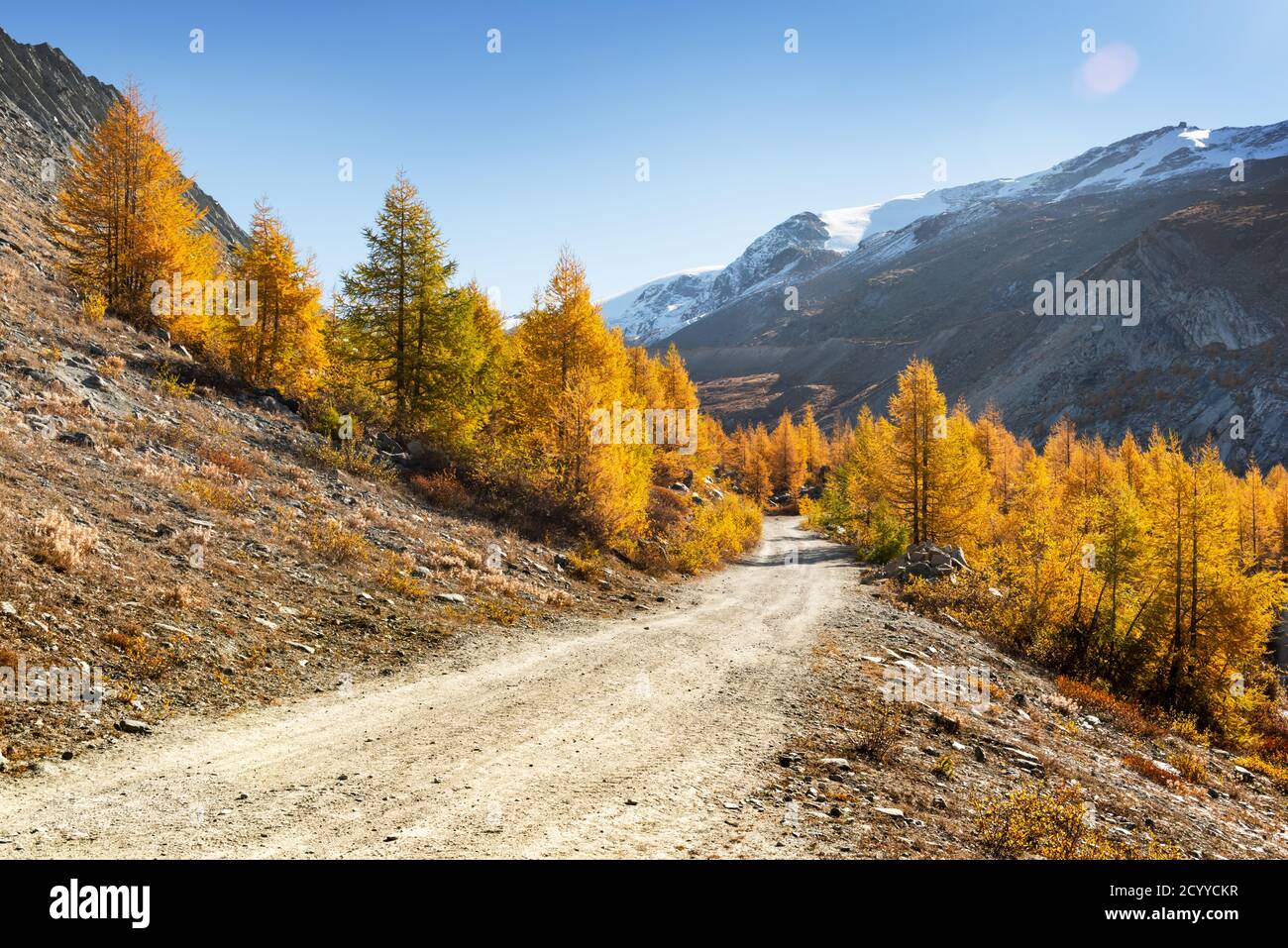 Incredibile paesaggio autunnale con strada, foresta di larici d'arancio e montagne innevate sullo sfondo Foto Stock