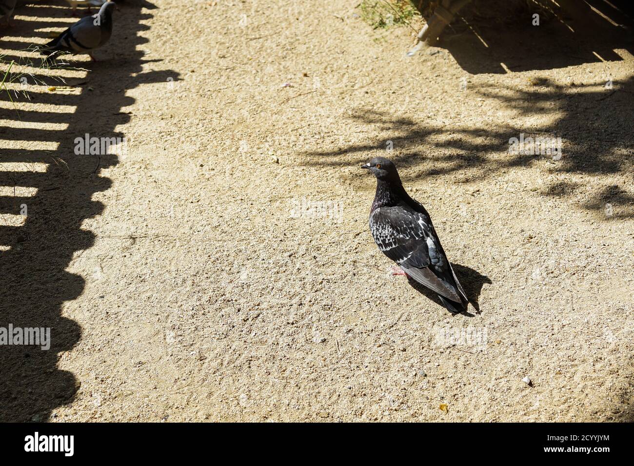 Primo piano di una colomba nera sul terreno Foto Stock