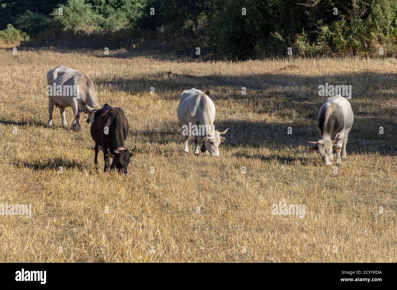 Mucche da pascolo in campagna Foto Stock