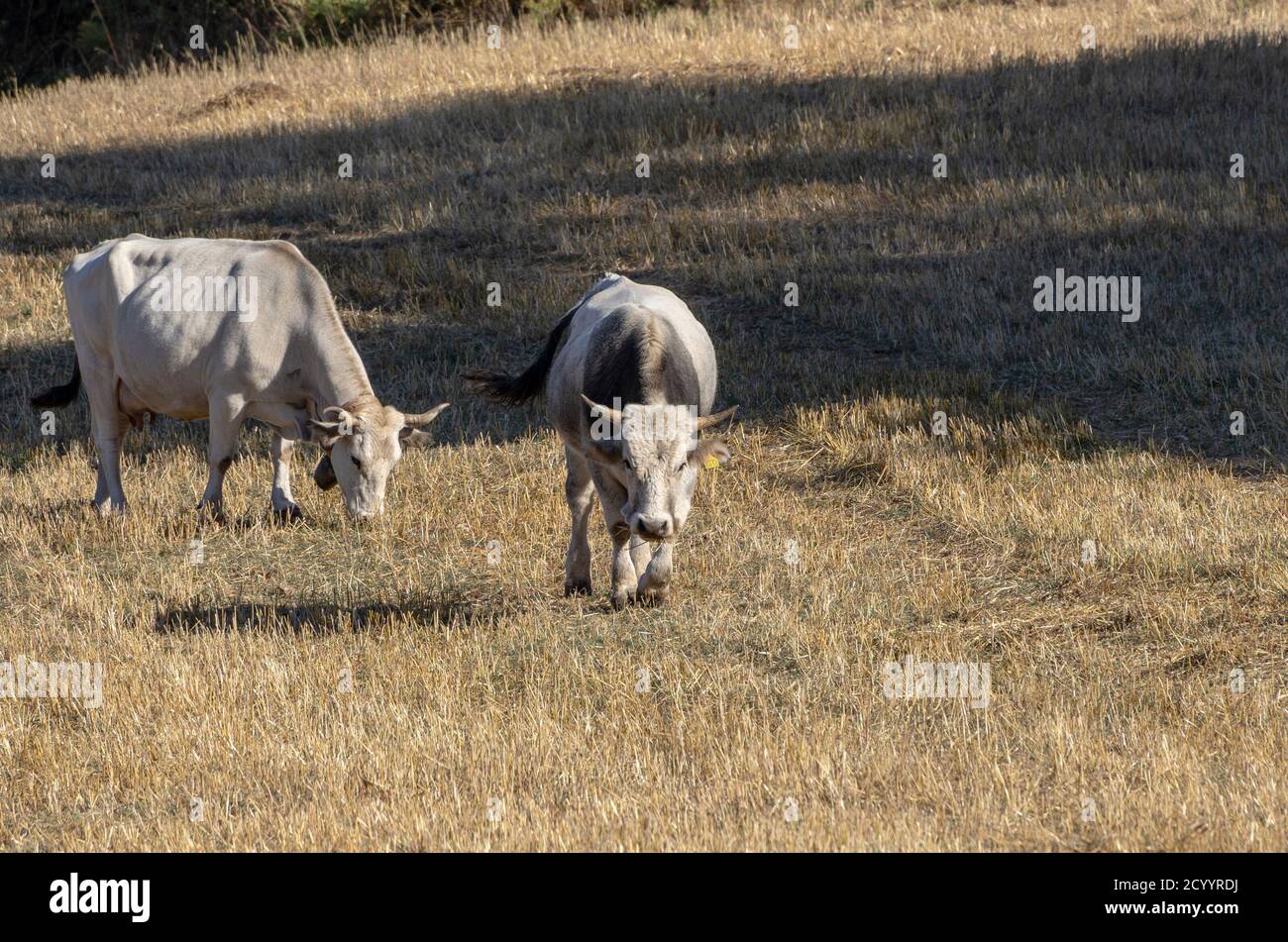 Mucche da pascolo in campagna Foto Stock