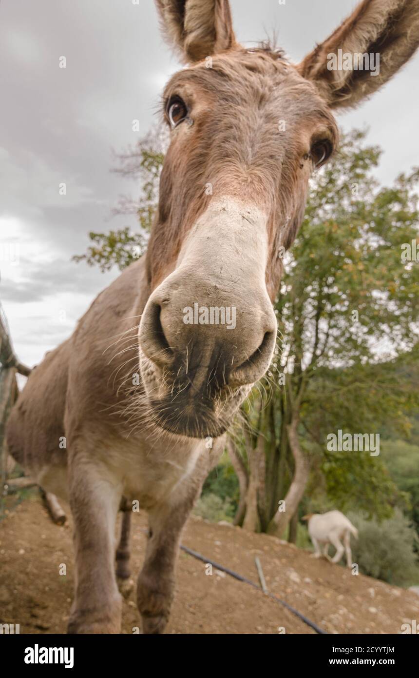 Ritratto di asino in primo piano Foto Stock