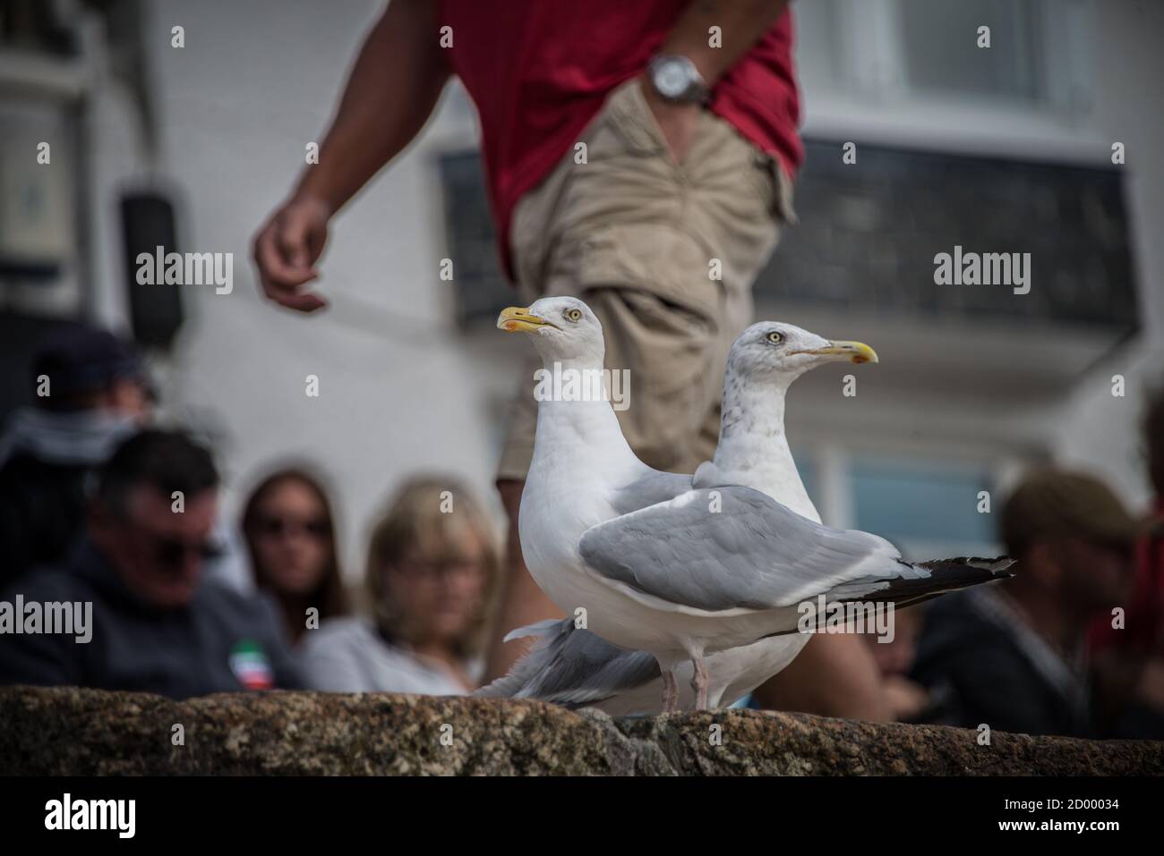 Primo piano di 2 gabbiani di mare, presi da un angolo basso su un muro, con l'uomo a piedi e altri turisti in background a St Ives, Cornovaglia. Foto Stock
