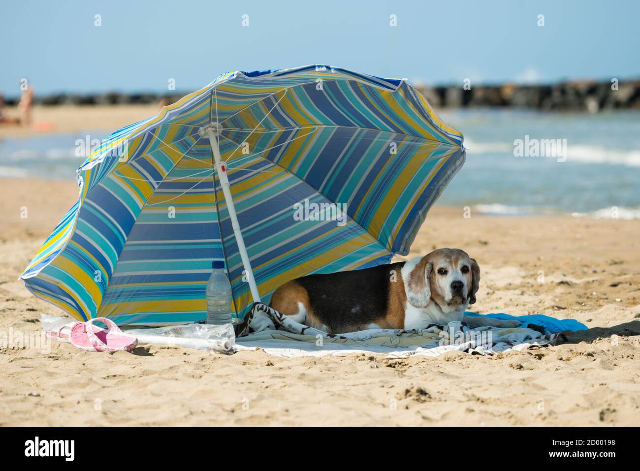 Il vecchio cane riposa sugli asciugamani su una spiaggia di sabbia Foto Stock