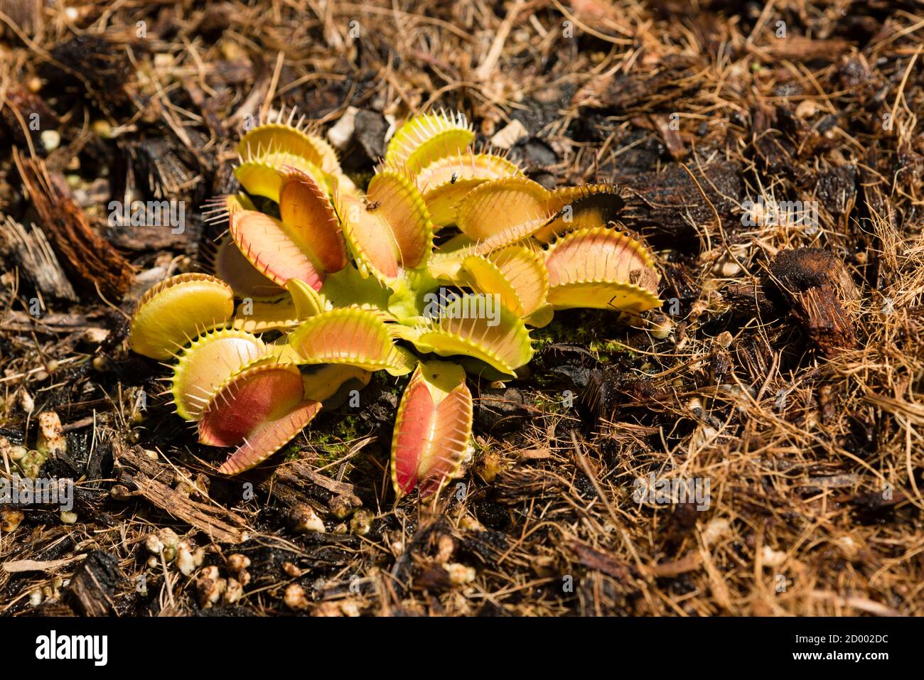 Dionea muscipula pianta insettivora dal sud-est del Nord america. Foto Stock