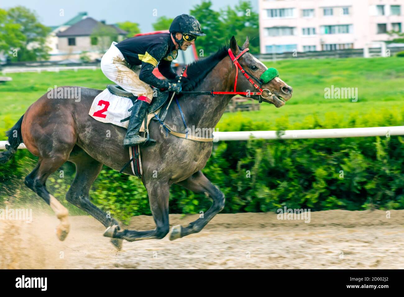 Corsa di cavalli per il premio di addio all'ippodromo di Nalchik, Russia. Foto Stock