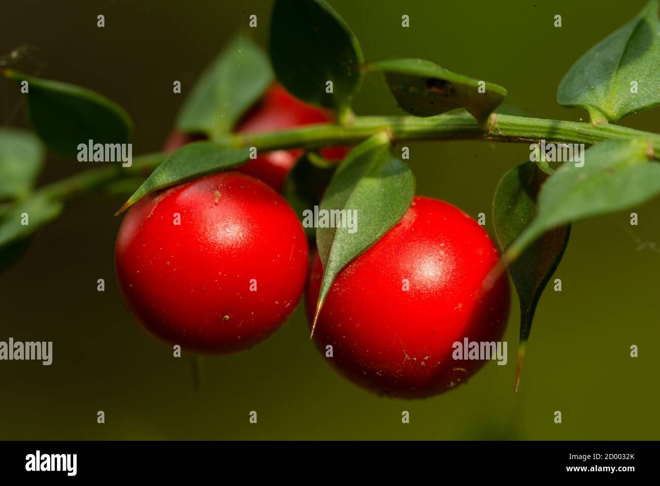 Dettaglio di foglie e frutti di ginestra di macellaio, Ruscus aculeatus Foto Stock