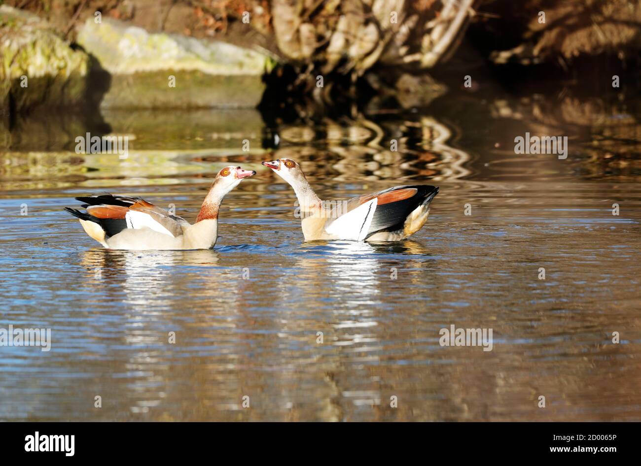 Egyptian Goose Nuoto su un lago in un parco, Germania Foto Stock
