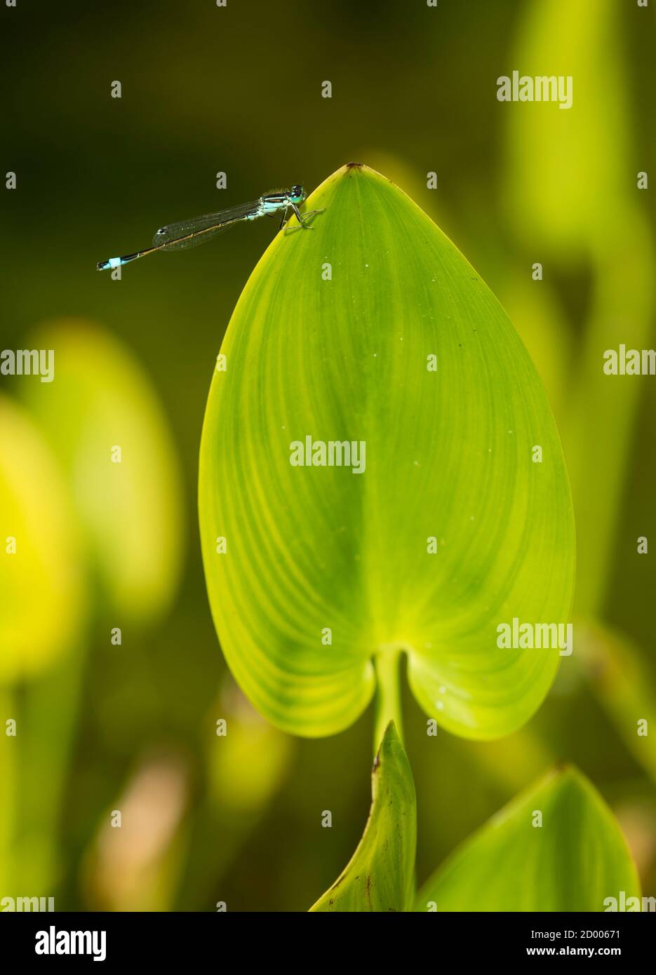 Damselfly nero e blu appollaiato su foglia di giacinto d'acqua Foto Stock