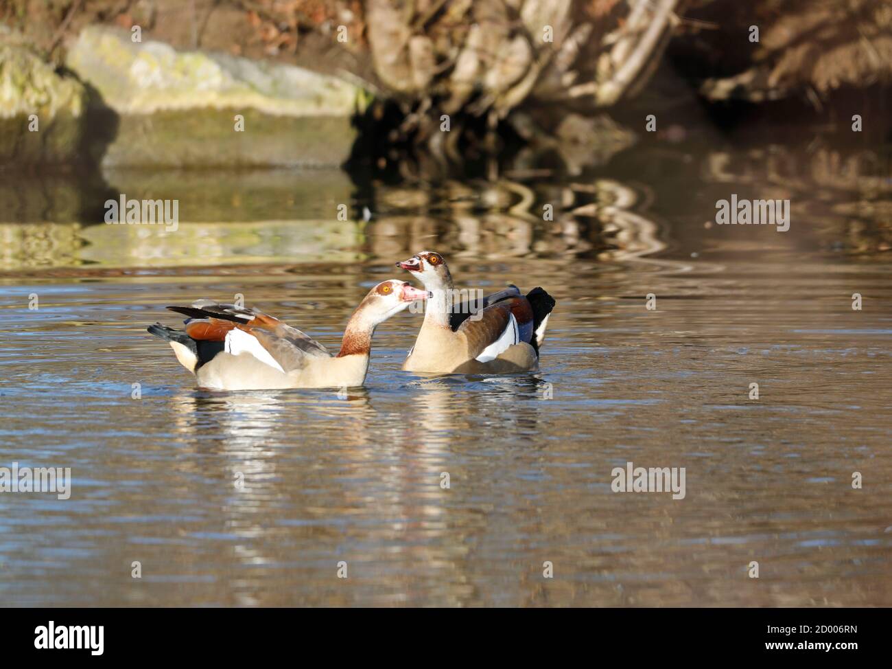 Egyptian Goose Nuoto su un lago in un parco, Germania Foto Stock