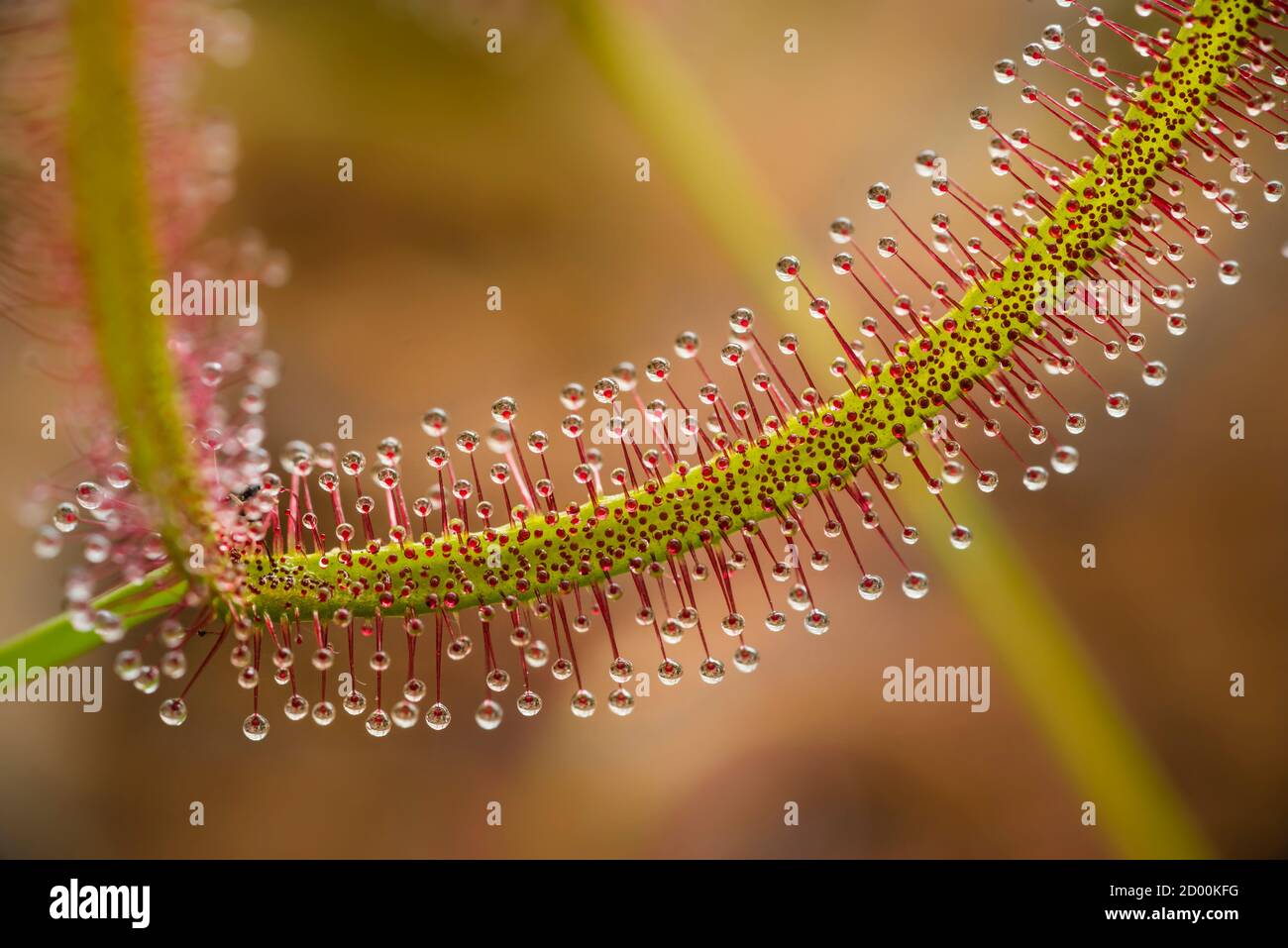 Pianta insettivora Drosera primo piano mostrando le sue gocce appiccicose per catturare l'insetto. Foto Stock