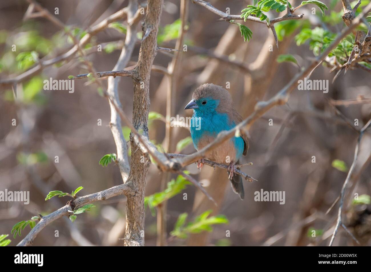 Uraeginthus angolensis, Blue waxbill, in un ramo, Namibia, Africa Foto Stock