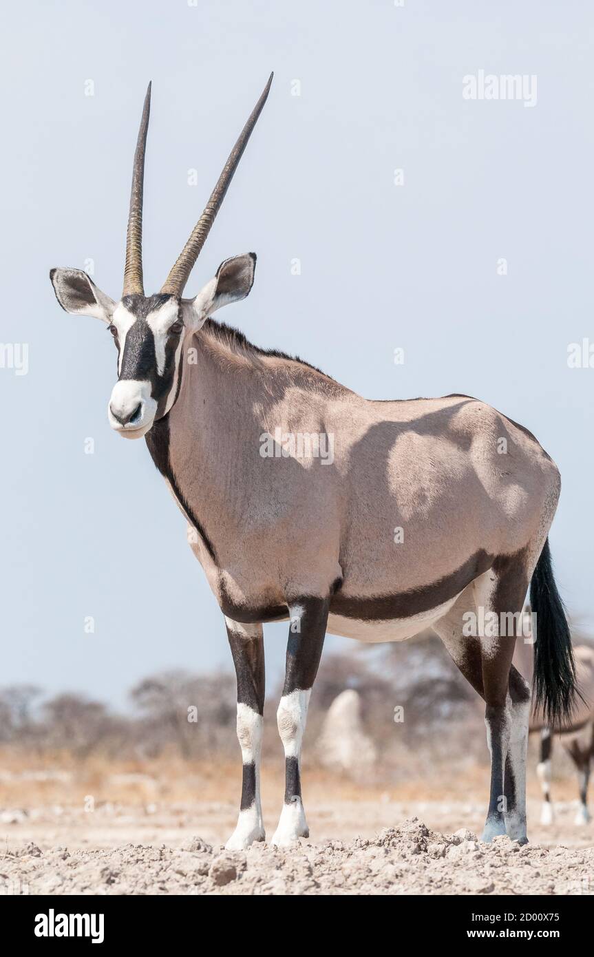 Oryx gazella, orice, gemsbok, Namibia, Africa Foto Stock