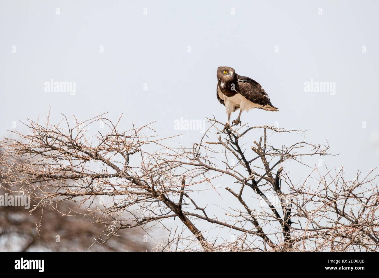 Circaetus pectoralis, aquila di serpente di colore nero, su un ramo, Namibia, Africa Foto Stock