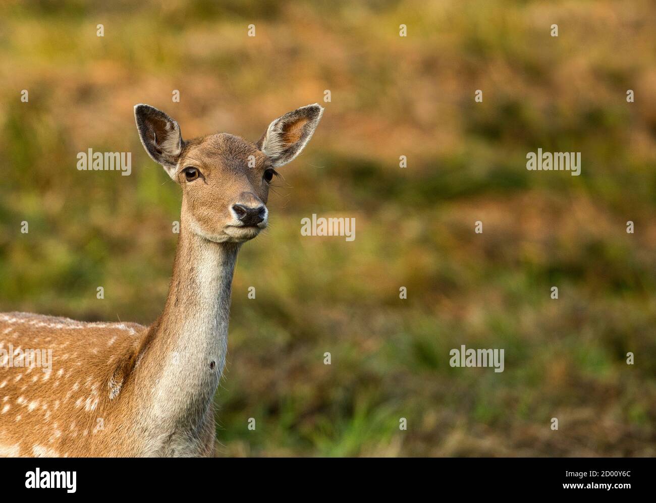 Ritratto di una bella femmina daino cervo (Dama dama) nella luce del mattino.Polonia in vista autumn.Horizontal. Foto Stock