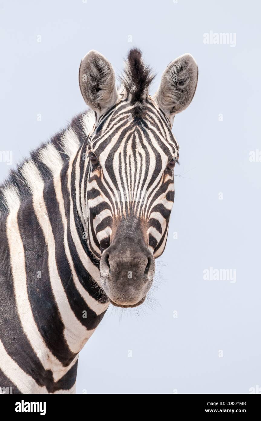 Equus quagga, zebra comune, Namibia, Africa Foto Stock