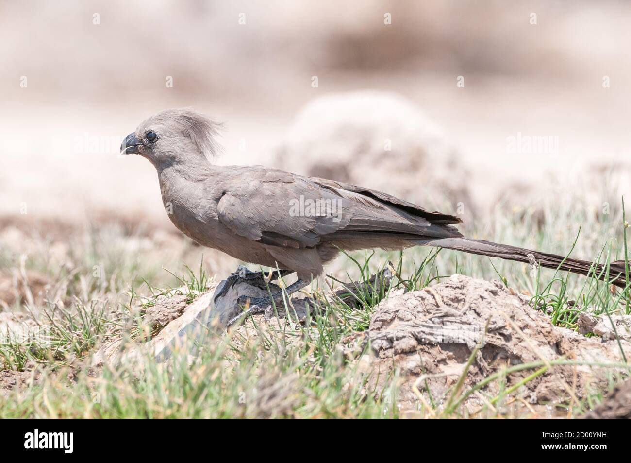 Corythaixoides concolor, loerie grigio, a terra, Namibia, Africa Foto Stock