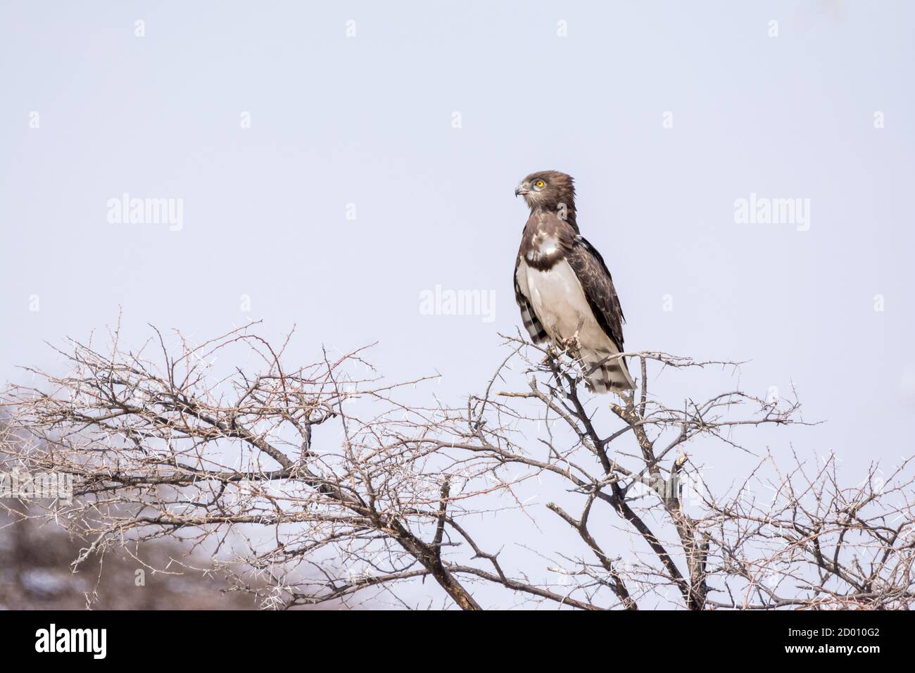 Circaetus pectoralis, aquila di serpente di colore nero, su un ramo, Namibia, Africa Foto Stock