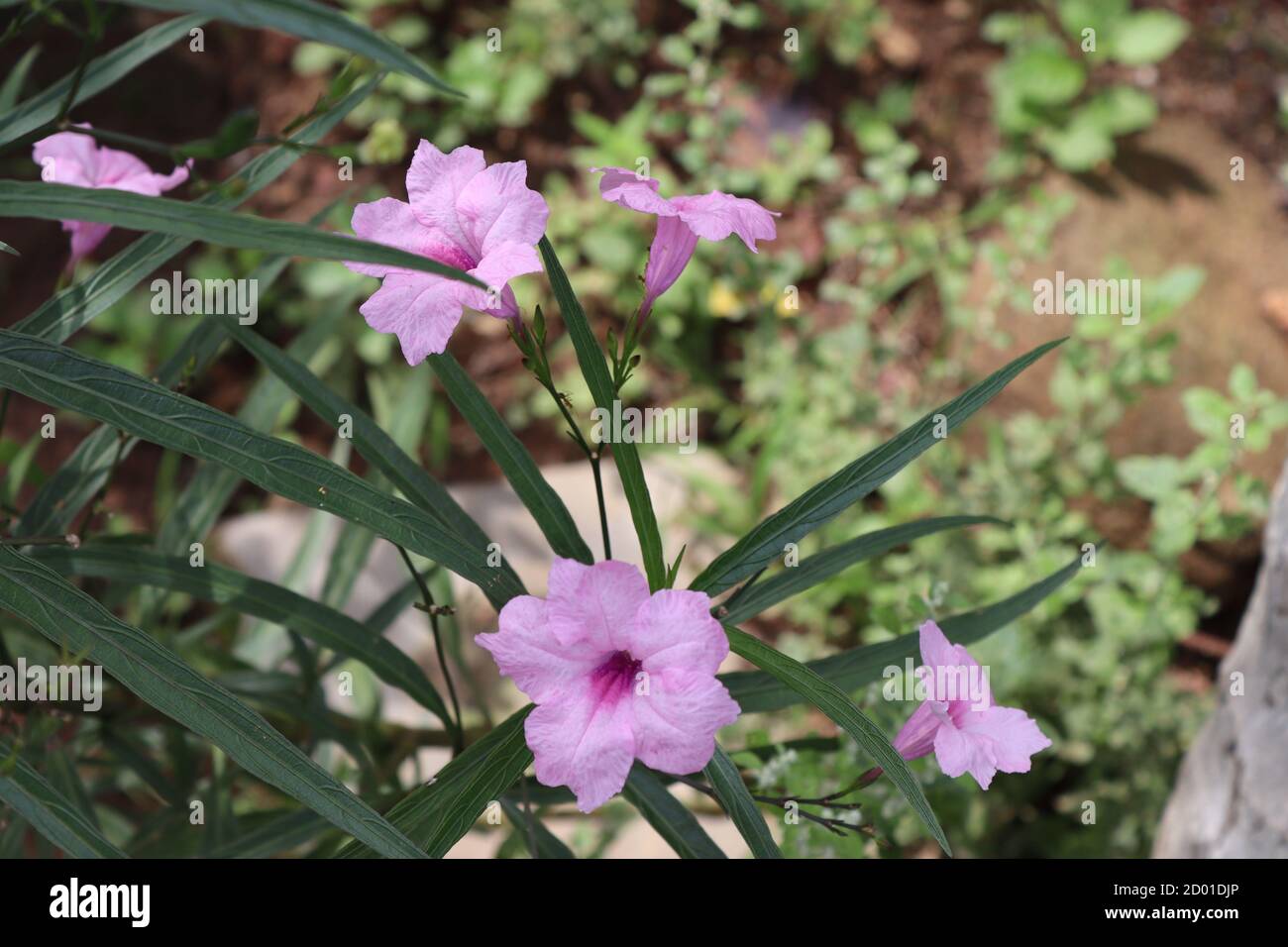 Sconosciuto fiore di colore viola si è incontrato accanto al percorso della foresta. Foto Stock