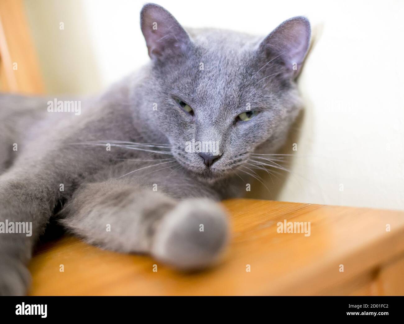 Un gatto shorthair domestico grigio in una posa rilassata Foto Stock