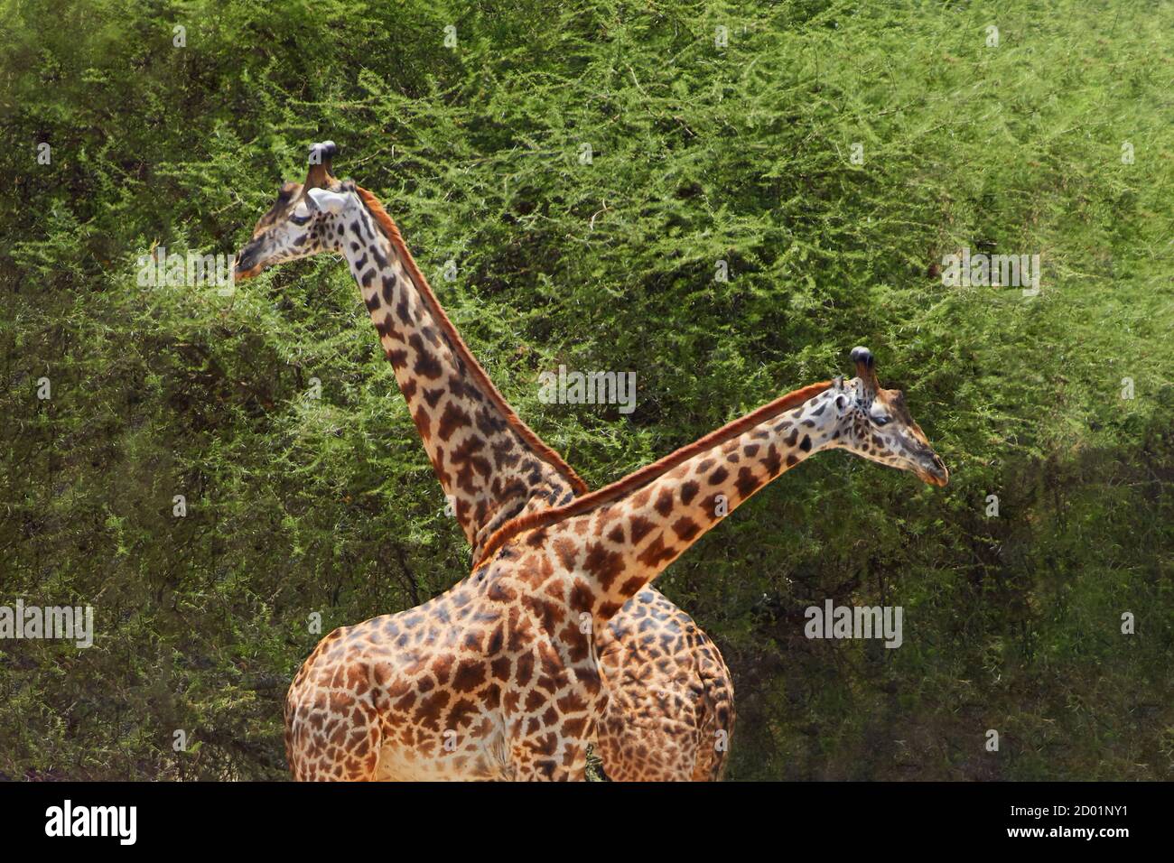 Coppia di giraffe Masai con sfondo verde naturale all'interno del Parco Nazionale Serengeti, Tanzania, Africa. Foto Stock