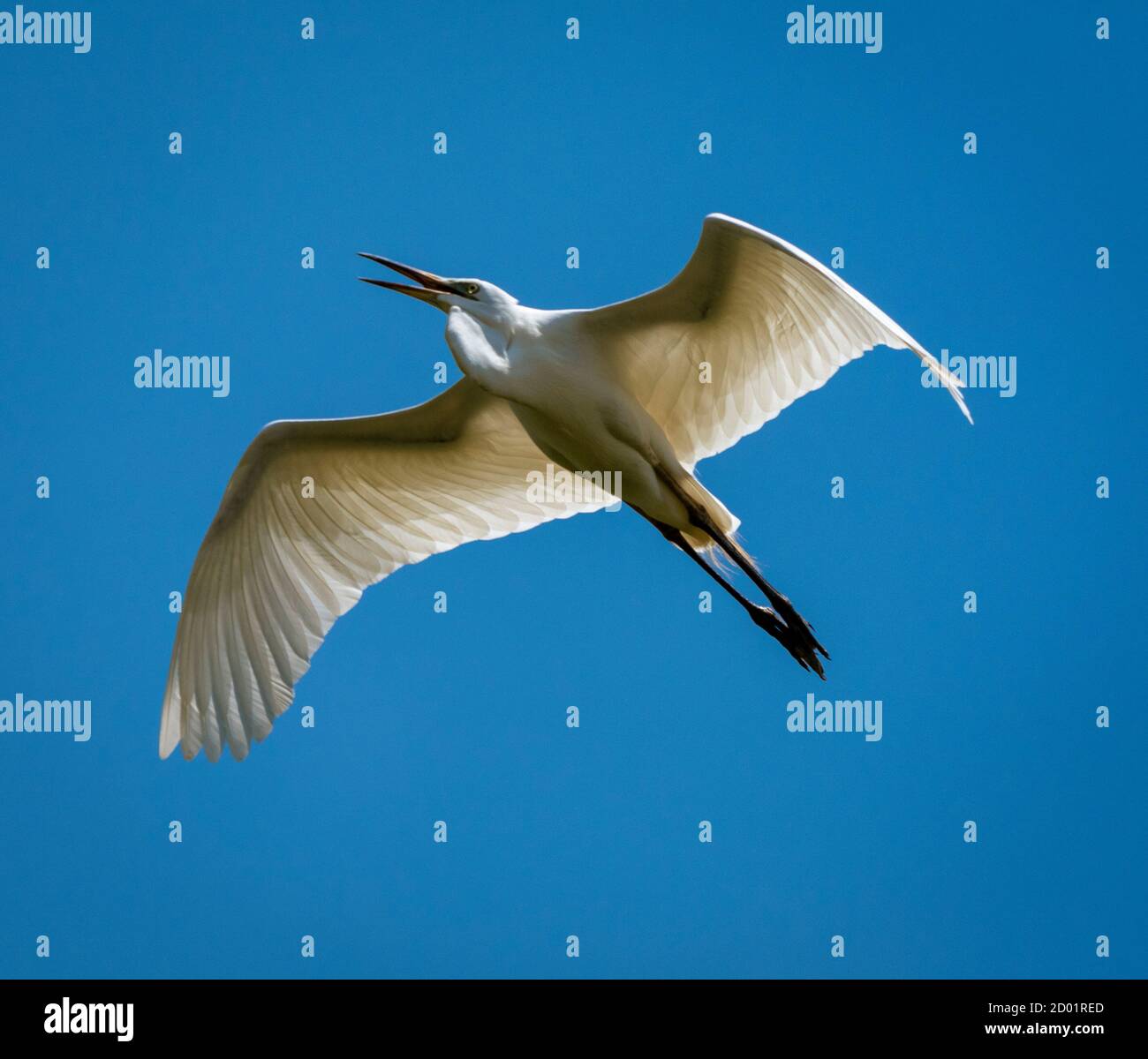Airone bianco maggiore overhead di mosche contro Aqua Sky Foto Stock