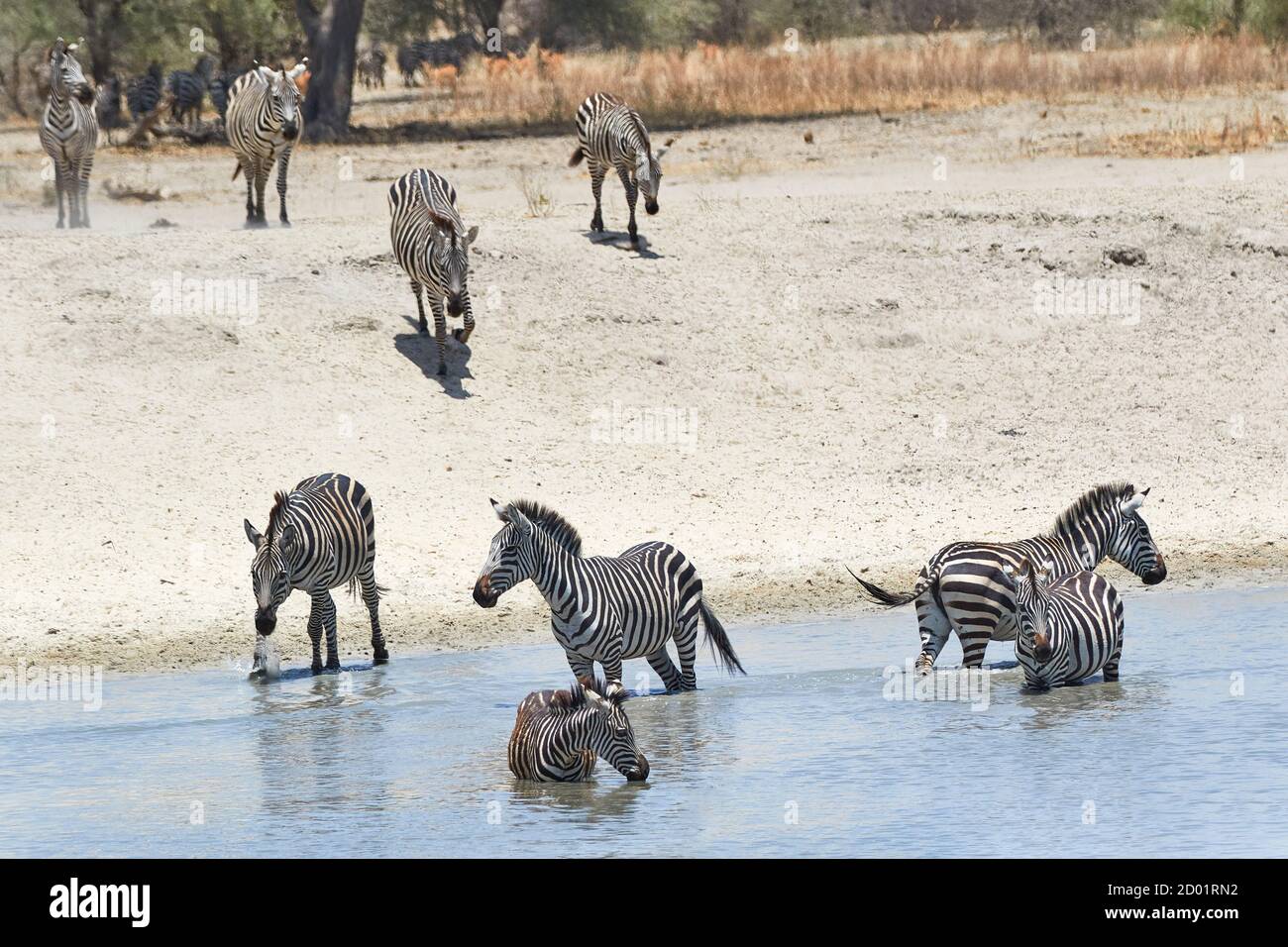 Un gruppo di zebre bere acqua in una laguna all'interno del Tarangire National Park, Tanzania, Africa. Foto Stock