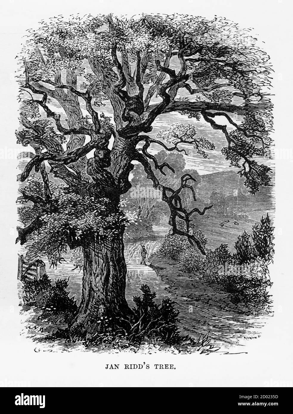 Molto rara, splendidamente illustrata, Antique Engraving of Jan Ridd's Tree, Exmoor, England Victorian Engraving, 1840. Foto Stock