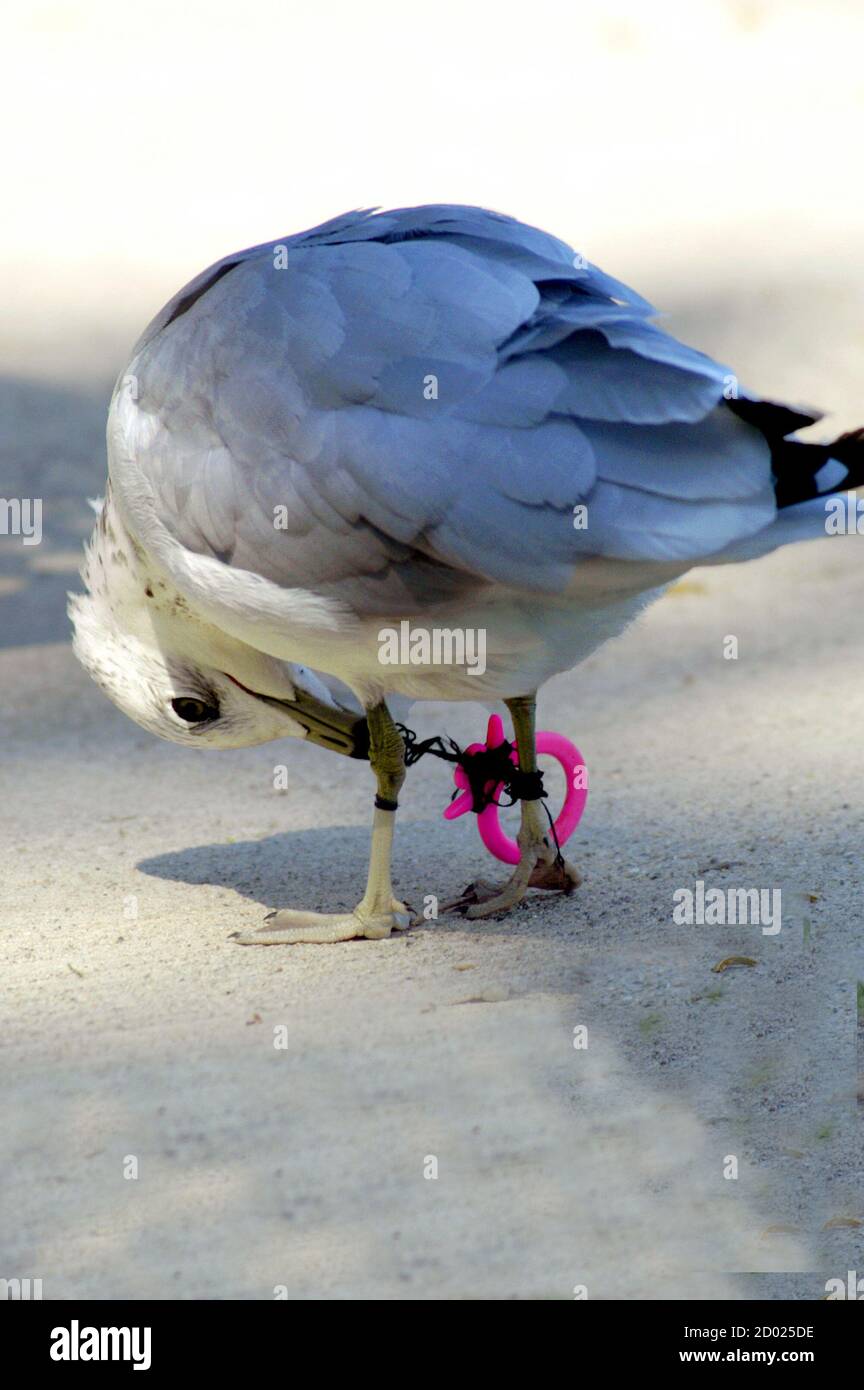 Seagull tenta di unwrap aggrovigliato filo da pesca intorno alle sue gambe Foto Stock