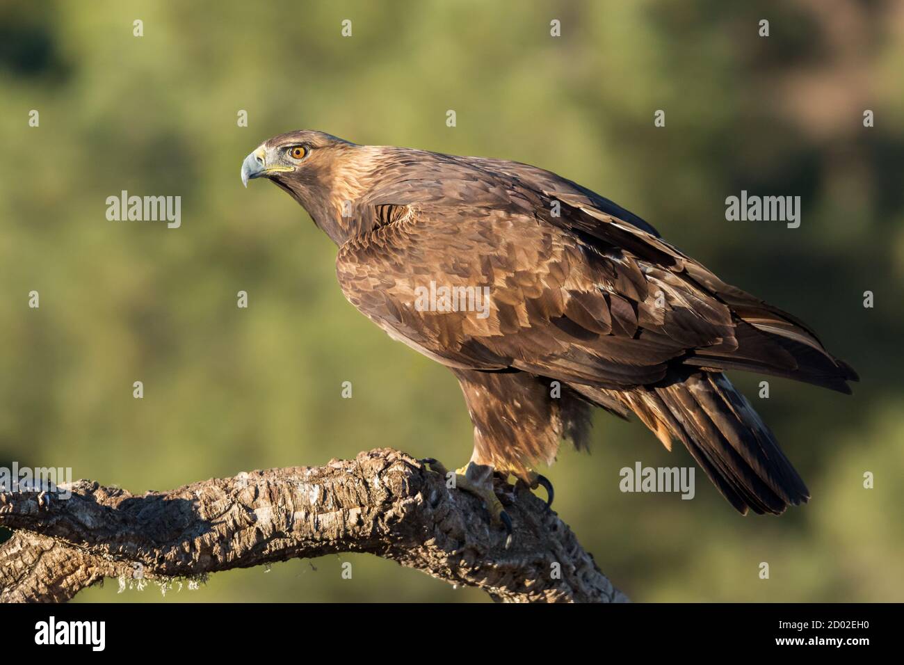 Aquila (Aquila chrysaetos), Andalusia, Spagna Foto Stock