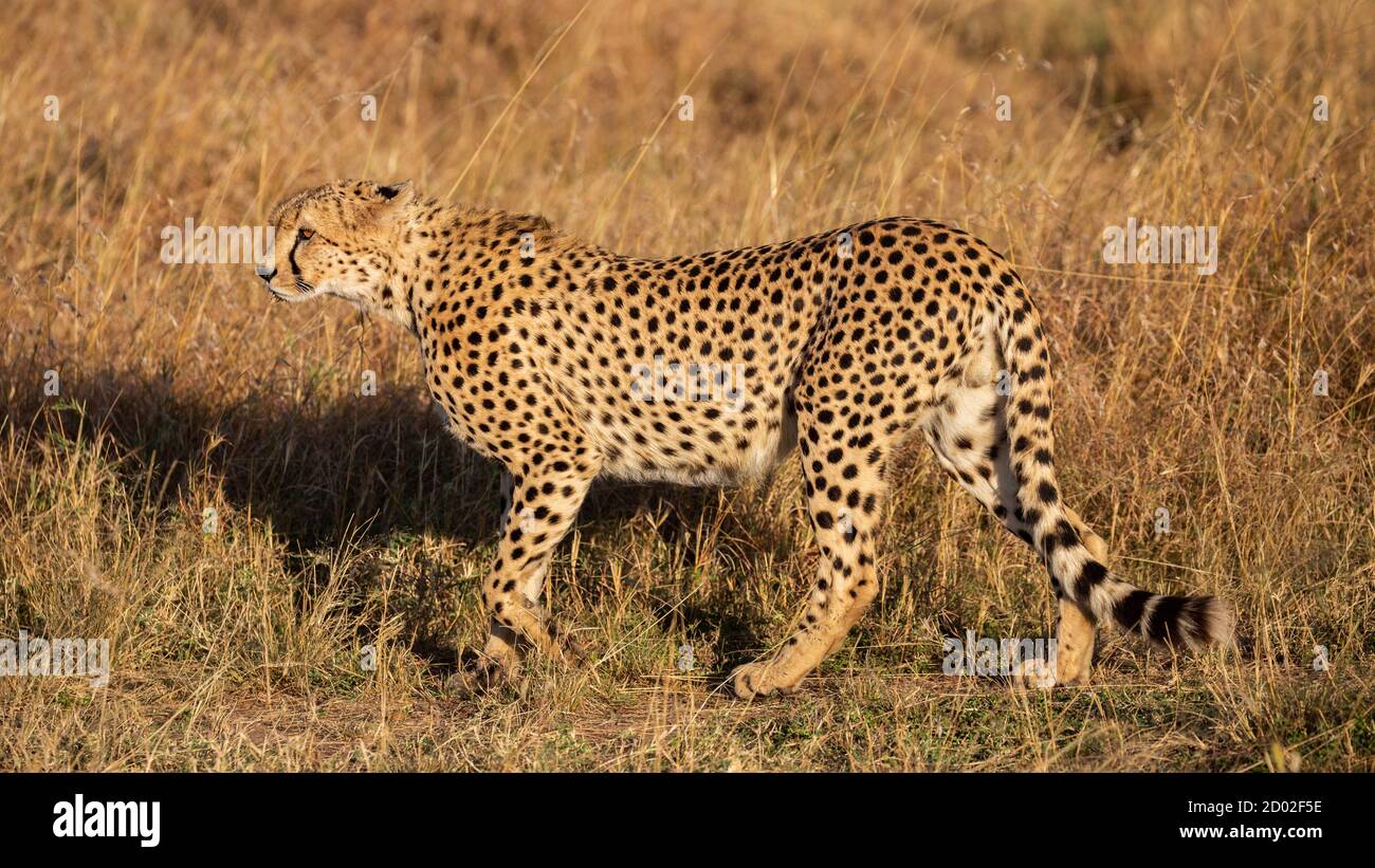 Profilo di ghepardo (Acinonyx jubatus), riserva Masai Mara, Kenya Foto Stock