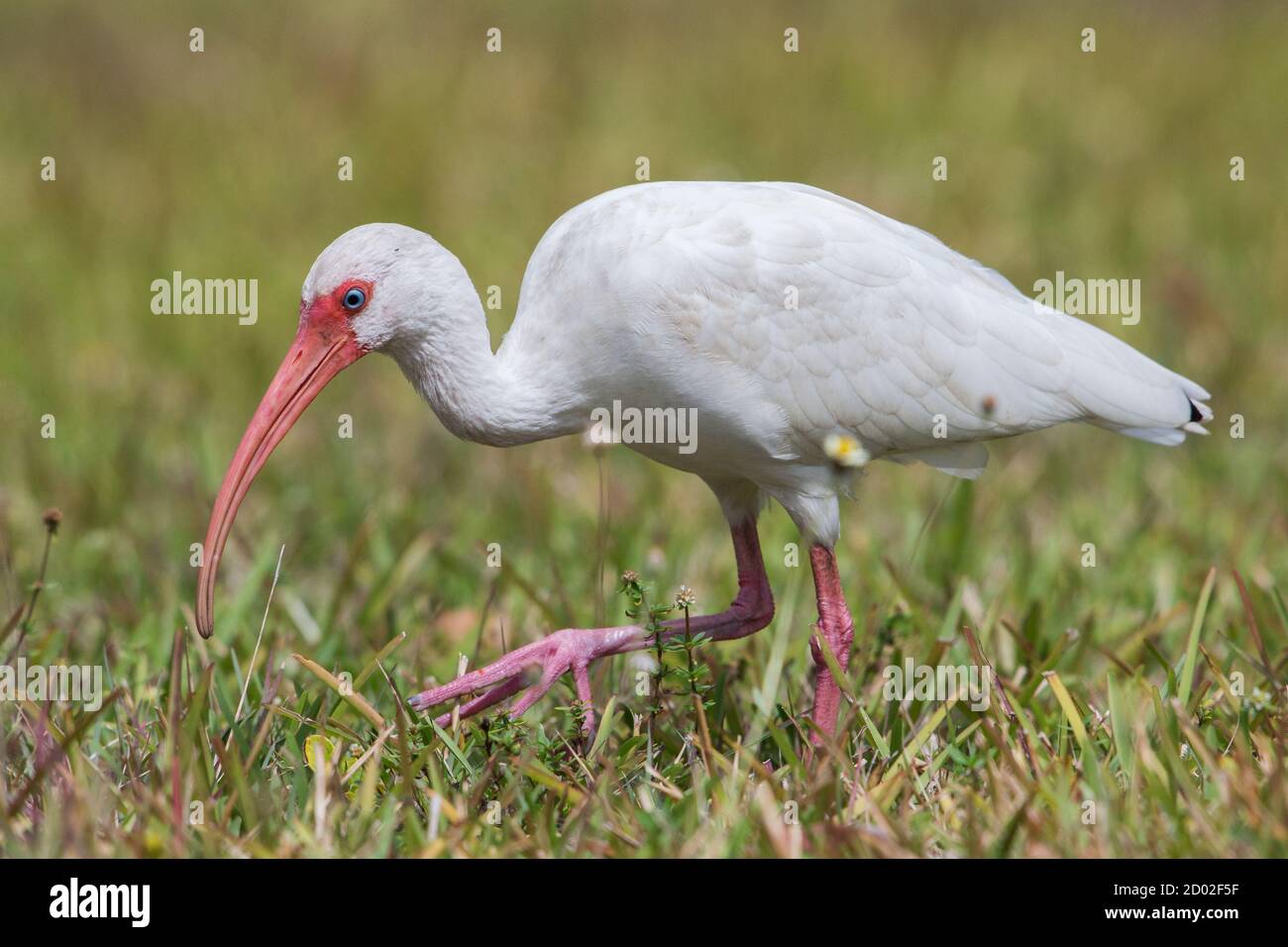 Americano bianco ibis (Eudocimus albus), Florida, Stati Uniti Foto Stock