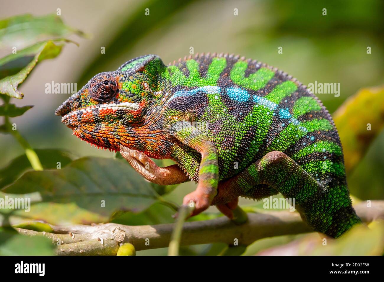 Panther chameleon closeup, Furcifer pardalis, Andasibe, Madagascar Foto Stock