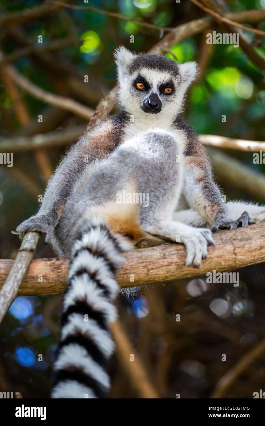 Lemure con coda ad anello guardando la macchina fotografica (Lemur catta), Anja Reserve, Madagascar Foto Stock