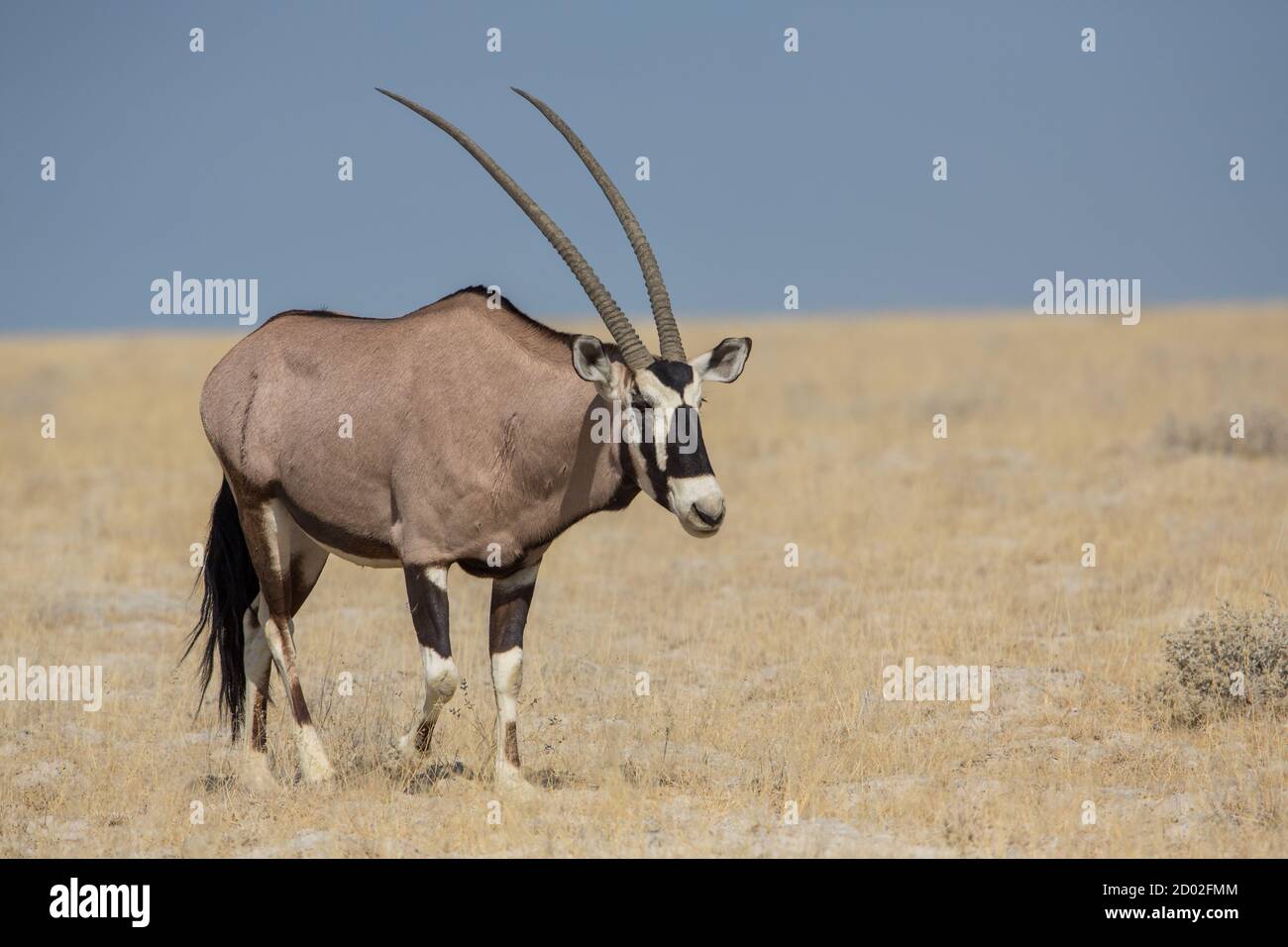 Gemsbok (Oryx gazella) , Parco Nazionale di Etosha, Namibia Foto Stock