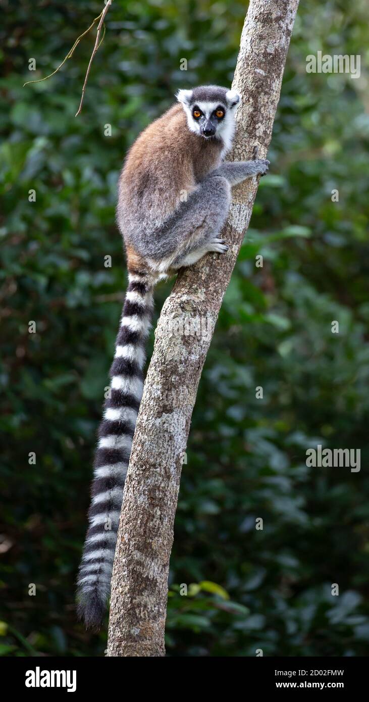 Anello-tailed lemur (Lemur catta), Anja Riserva, Madagascar Foto Stock
